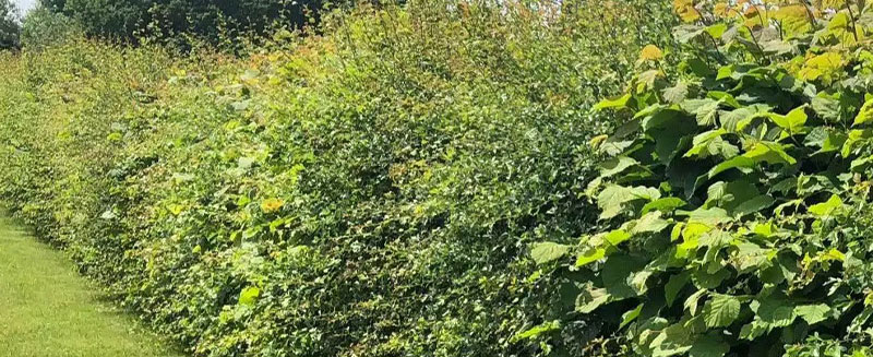 Native Mixed Species Hedge